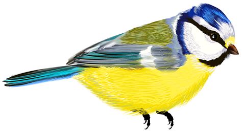 Bird Painting Png Free Logo Image