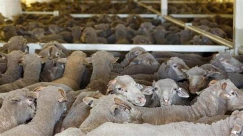 Mp Renews Push To End Live Animal Exports 7news