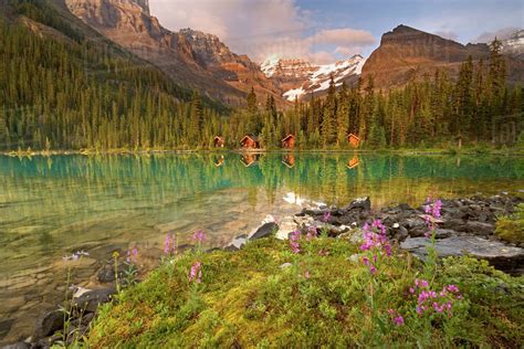 Canada British Columbia Yoho National Park Lodges And Forest Reflect