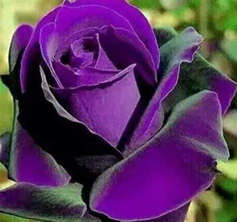 Rare Purple Dragon Rose Flower Tree Bush 210 20 Or 30 Seeds No Plant