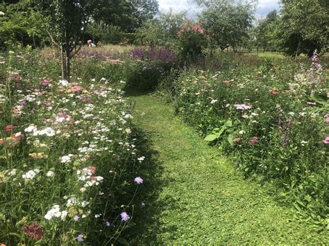 In My Meadow Garden Br