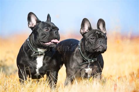 Two French Bulldogs 18 Months Old Stock Photo Image Of Bulldog