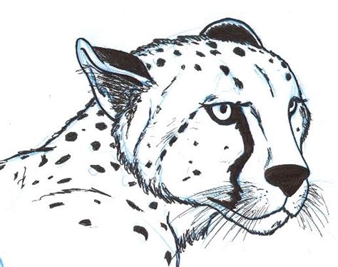 Cheetah Head By Benthebeard On Deviantart Cheetah Drawing Animal