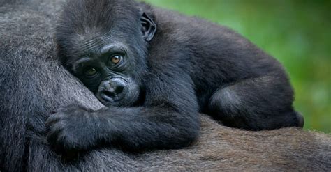 How Long Do Baby Gorillas Stay With Their Mother Hartmann Yought
