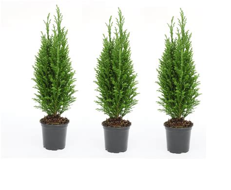 4 Euro Evergreen Cypress Tree 3 Pack