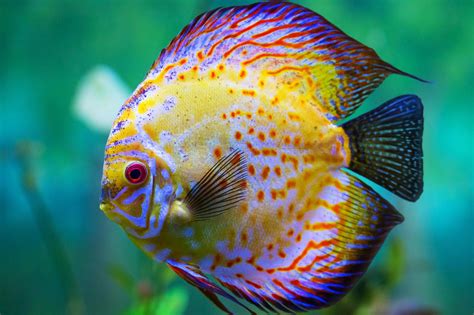 Discus Tropical Fish Hd Wallpaper 424521 Goldfish Koi