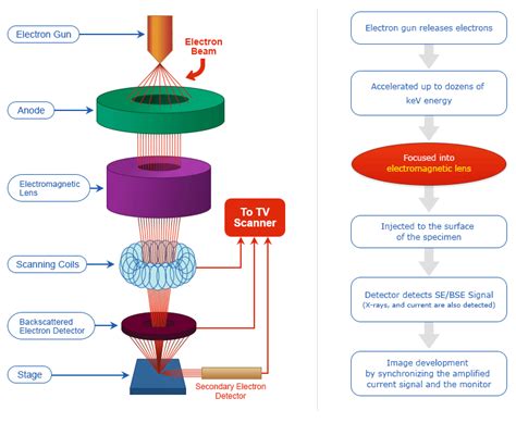 A schematic usually omits all details that are not relevant to the key information the schematic is intended to convey. Scanning Electron Microscopy (SEM) Technology Overview