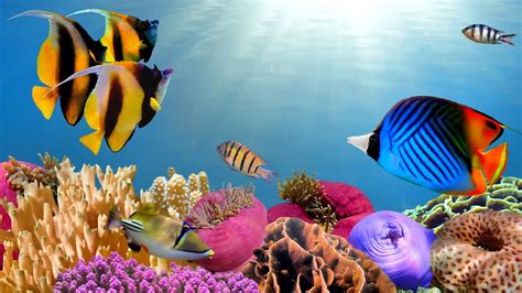 Beautiful Coral Reef Aquarium・marine Ocean Fish Tank・best
