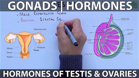 Gonads And Hormones Youtube