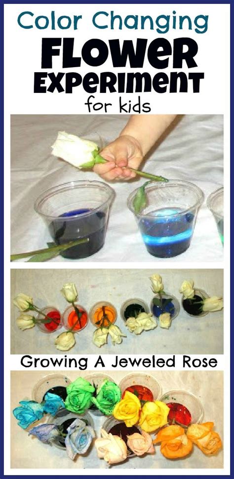 Flower Experiment For Kids Science For Kids Science Fair Fun Science