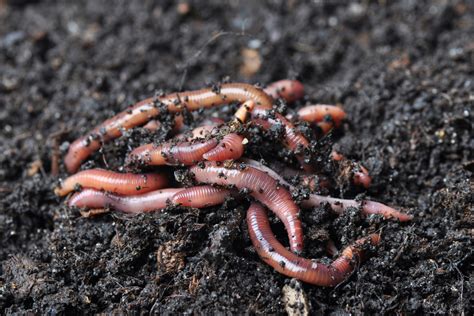 Garden Worms Renuable Resources Campbell River