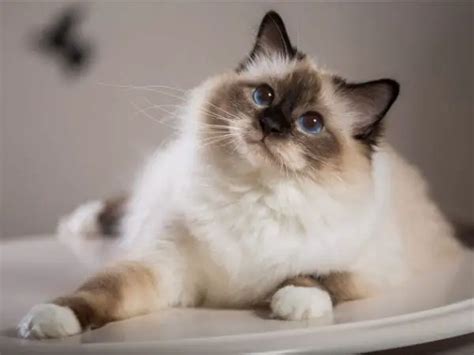 Balinese Long Haired Siamese Cat Breed Information Catspurfection