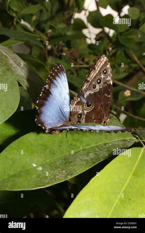Las Mariposas Morfo Azul En La Hoja Fotografía De Stock Alamy