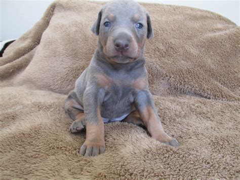 Doberman pinscher puppies for salesee all puppies for sale. Abby's AKC Doberman Puppies: Blue Female