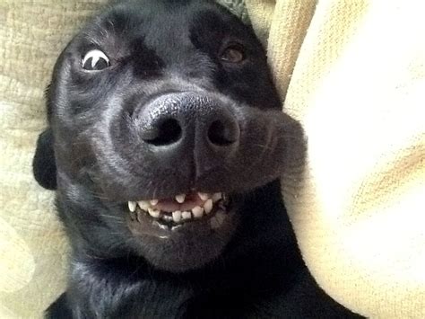 24 Dogs Making The Most Hilarious Faces