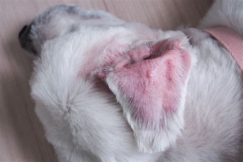 Vet Showing Dry Ear Skin Dog Suggesting Symptom Aural 49 Off