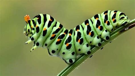 Гусеница это личинка бабочки стадии ее развития и особенности питания
