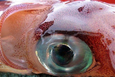 10 Animals With Amazing Eyes Page 8 Of 10 Colossal Squid Giant