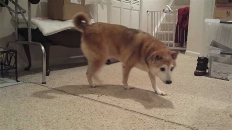 Dc Shiba Inu Rescue Sesame Shiba Inu 13 Yr Old Youtube