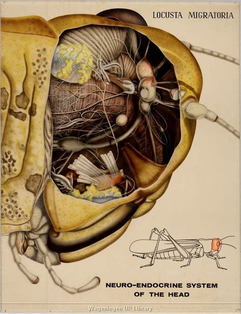 Image Collections Scientific Illustration Insect Anatomy Science