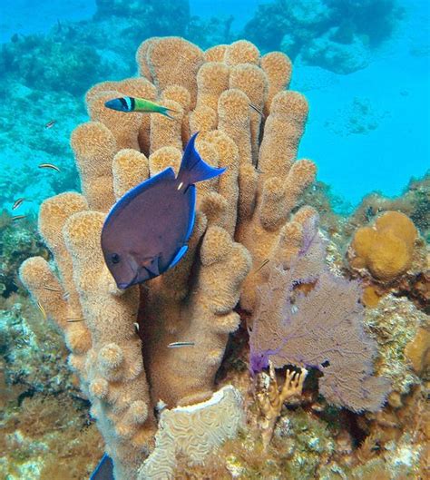 5 Incredible Coral Species Of The Caribbean Life Under The Sea