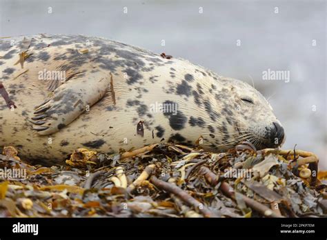 Grey Seal Grey Seals Halichoerus Grypus Marine Mammals Predators