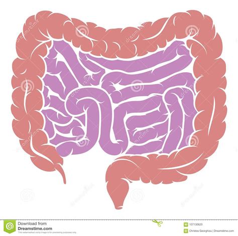 Diagram Of Intestine Gut Digestive System Stock Vector Illustration