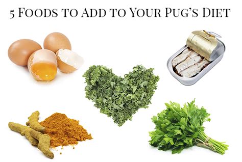 Ideally, pugs should weigh between 14 to 18. 5 Foods To Add To Your Pug's Diet - The Pug Diary