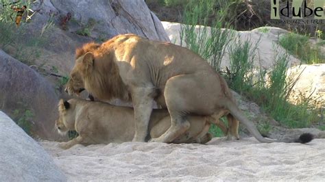 Sex In The Wild Mating Lions In The Riverbed Youtube