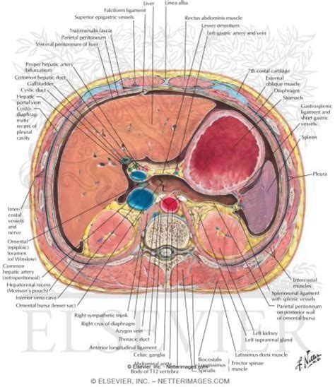 Schematic Cross Section Of Abdomen At Middle T Radiology Imaging Radiology Tech Medical