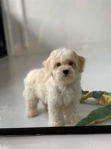 Buy and sell on gumtree australia today! Best Quality Maltipoo Puppies For Sale In Singapore (July ...
