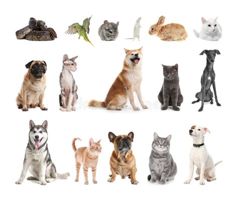 Set Of Different Pets On Background Stock Photo Image Of Beautiful