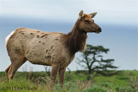 Female Tule Elk From Tomales Point In Point Reyes National Flickr