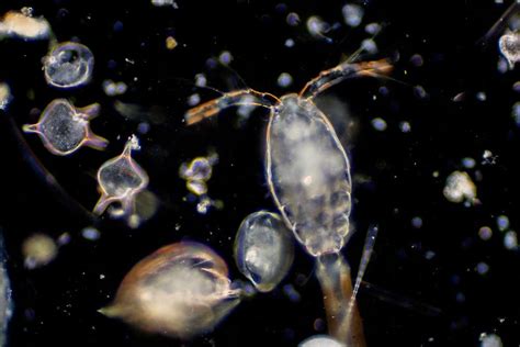 Genetics In Microscopic Marine Life The Plankton Potential