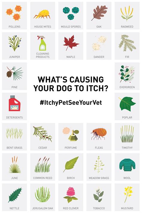 The best way to identify a contact allergy is to perform a scratch/patch test. Three Tips to Help Your #Dog Manage Seasonal Allergies # ...
