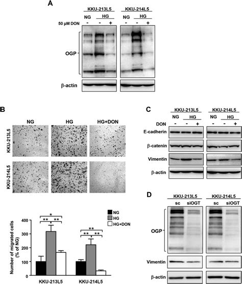 The Gfat Inhibitor And Si Ogt Treatment Suppressed Glucose Induced