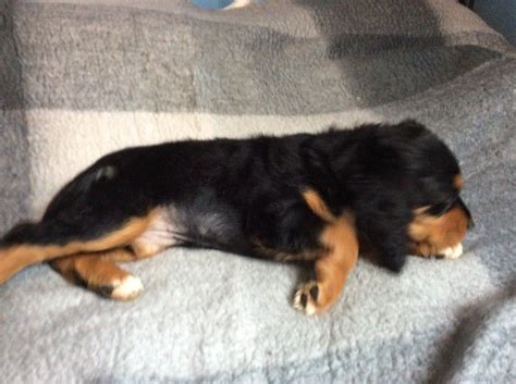 They will gladly accept friendly pats and attention from strangers, but they don't tend to actively seek it out as they would rather be near their humans and get attention from them. Gordon Setter Puppies For Sale | New Jersey 17, NJ #219949