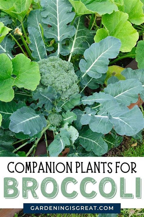 Companion Plants For Broccoli And What Not To Grow With Broccoli In The