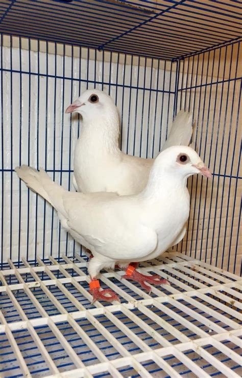 Pair Of Pure White Homing Pigeons For Sale In Sheffield South