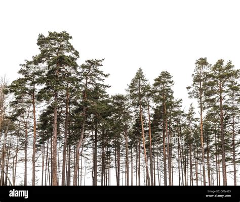 Pine Trees Forest Isolated On White Background Silhouette Photo Stock