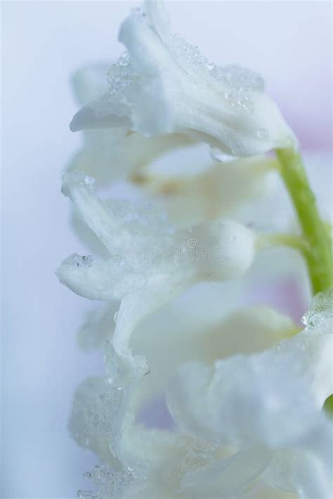 Snow Covered Flower Stock Photo Image Of Flower Stem 40181432