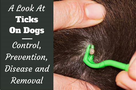 Ticks On Dogs Control Prevention Disease Risk And Removal