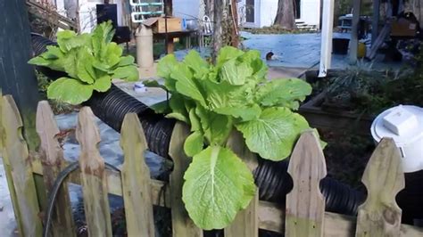 Harvesting Bok Choy Chinese Cabbage From My Hydroponic