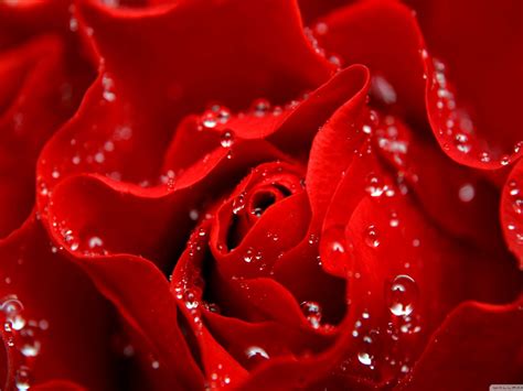 Love Is Like A Red Rose Wallpaper 2560x1600