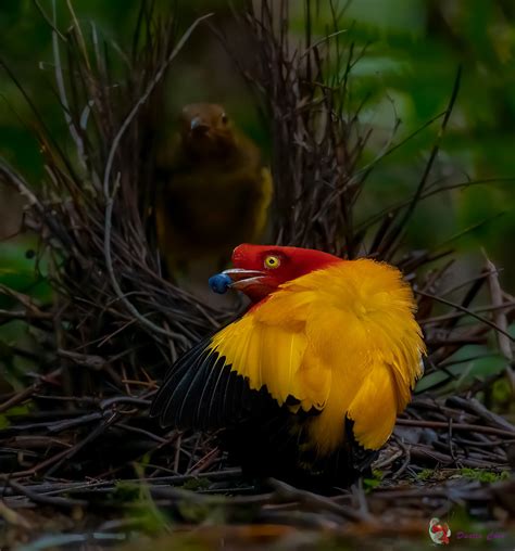 Flame Bowerbird Kiunga Papua New Guinea Dustin Chen Flickr