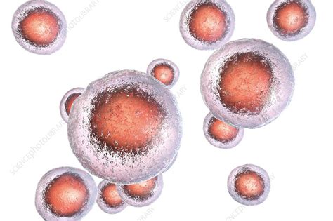 Human Embryonic Stem Cells Illustration Stock Image F0227251