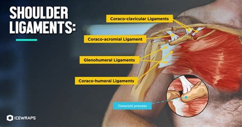 The most common shoulder injuries involve the muscles, ligaments, cartilage, and tendons, rather than the bones. Shoulder Tendon And Ligament Anatomy - PPT - The ...
