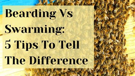 Bearding Vs Swarming How To Tell The Difference Busy Beekeeping Youtube