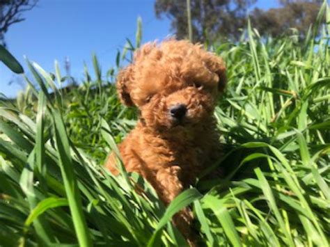 Gorgeous Purebred Toy Poodles Male And Females Available Dogs For