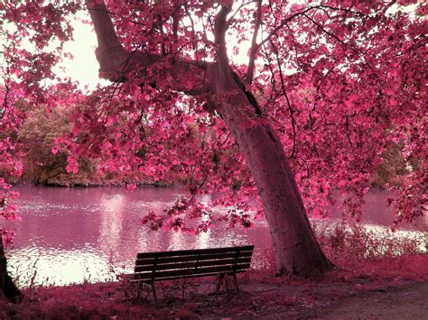 Pink Nature Wallpapers Top Free Pink Nature Backgrounds Wallpaperaccess